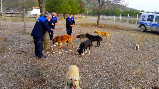 Osmancık Belediyesinin  sahipsiz hayvanlara yiyecek yardımı devam ediyor 3